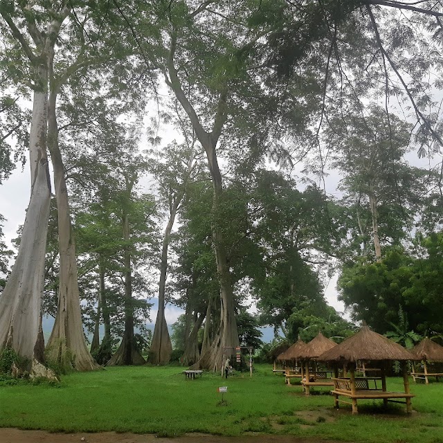 Pohon langka LIAN purba di Lombok Timur, fakta & keunikannya
