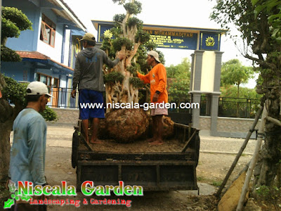 Tukang Taman Mojokerto