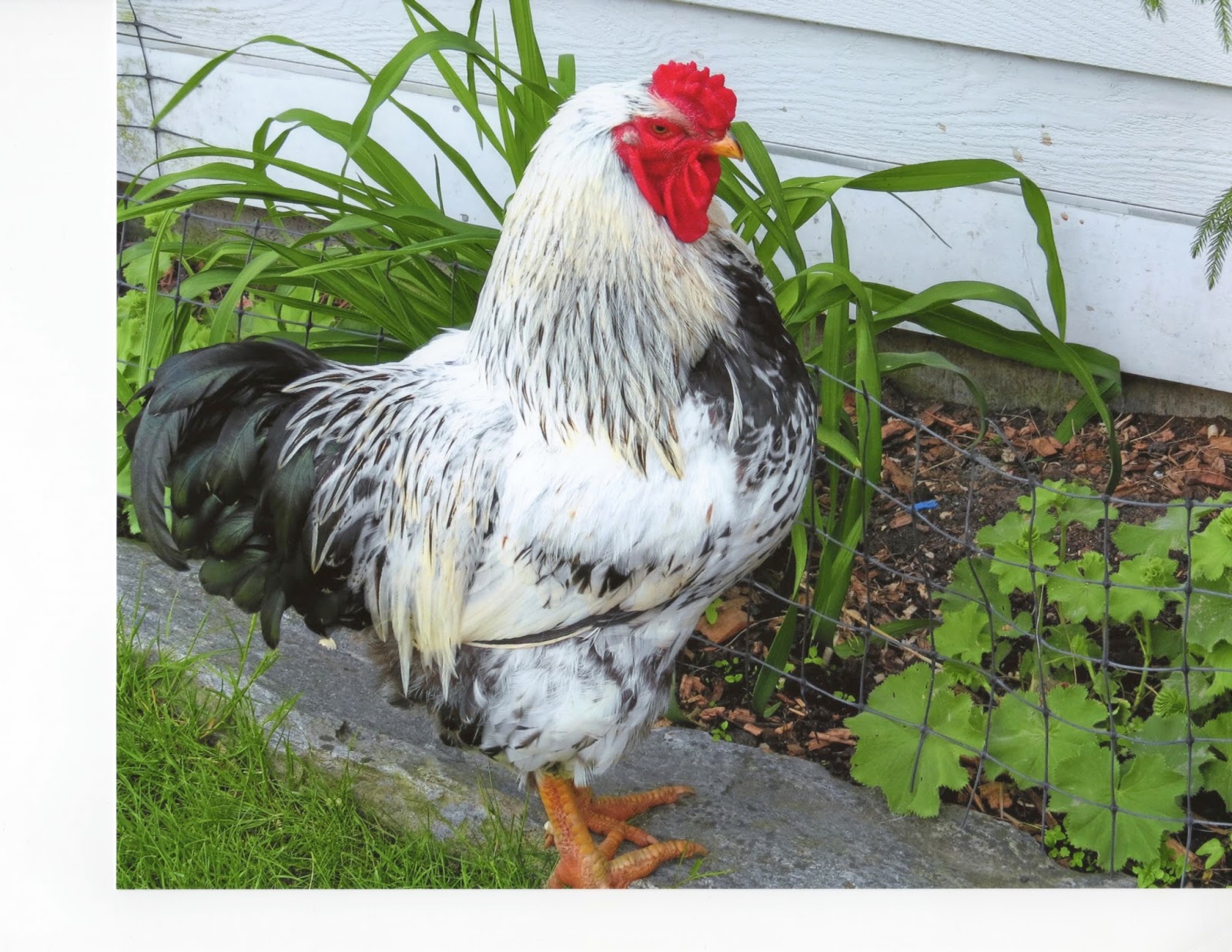 Cavendish VT Blog Cavendish Calendar Contest Concludes