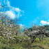 Plum blossoms blooming early, sprung white all over Moc Chau valley