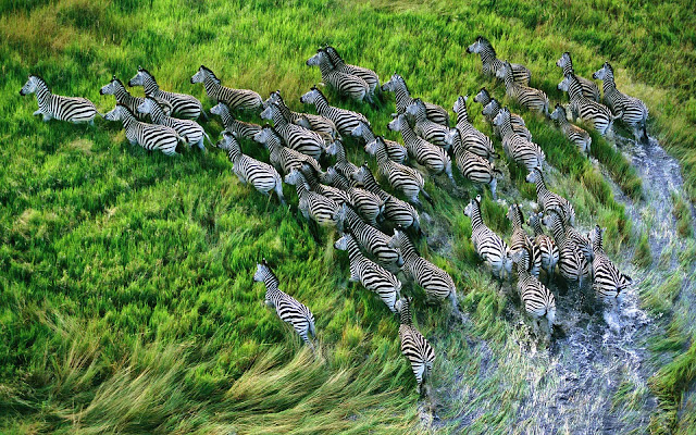 Group of running zebras wallpaper