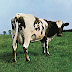 "Atom Heart Mother"s Unlikely Connection with Stevenston