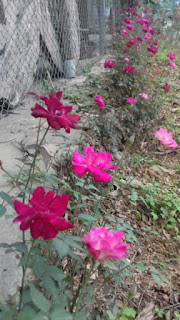 trồng cây hoa hồng quế