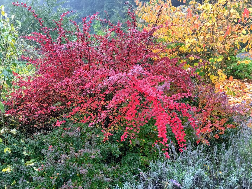 When to trim red barberry bushes