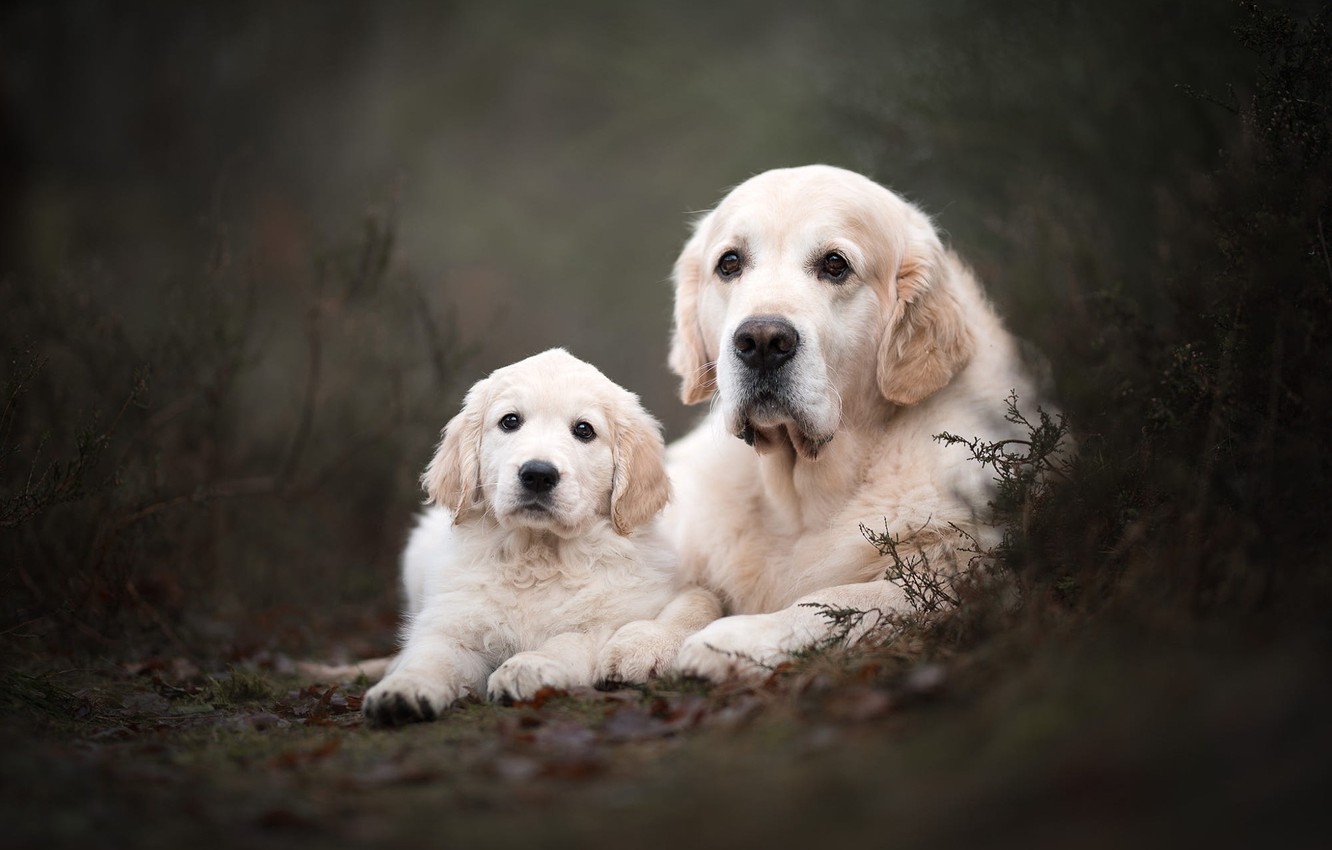 Köpek Fotoğrafları Görseller ve Resimleri Gezilmeye Değer Yerler