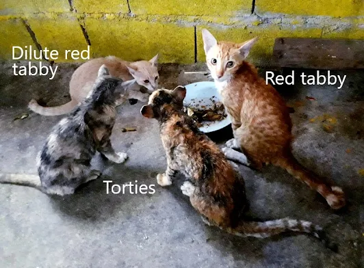 The rescued cats