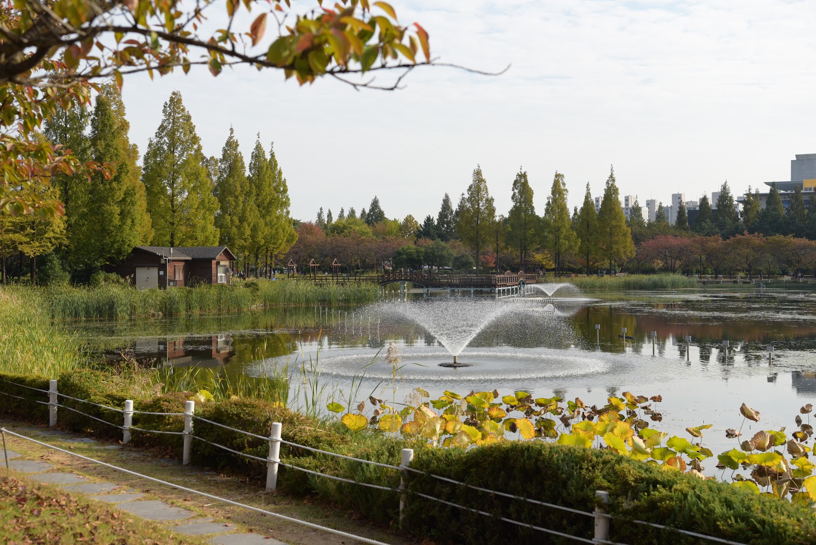 公園 蓮池
