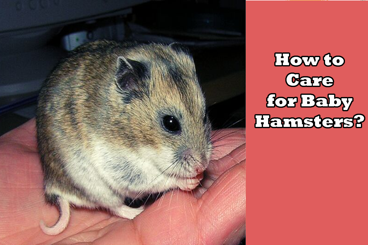Breeding hamsters and for worrying for hamster toddlers
