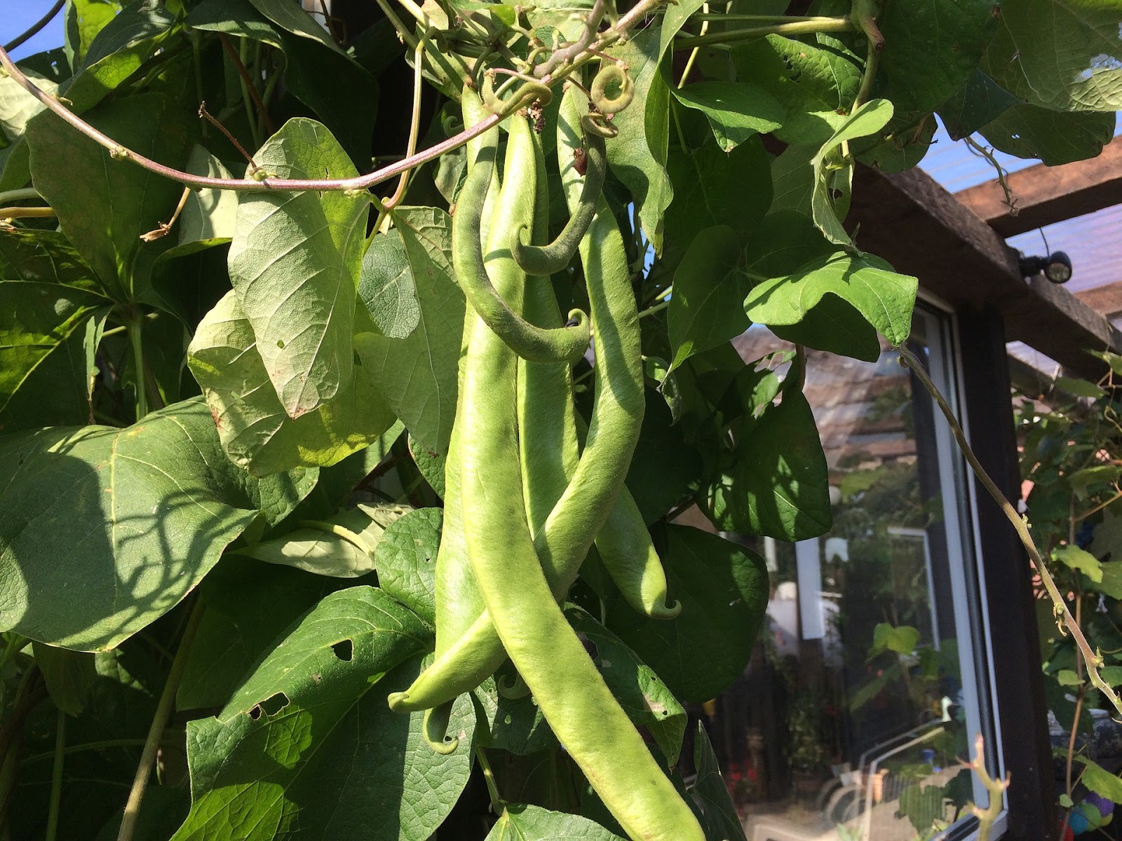 HOW TO GROW GREEN BEANS IN A CONTAINER