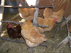 laying eggs hens straw which chicken coop floor decisions chickens seasonal gift layers keep communitychickens should turn feed into