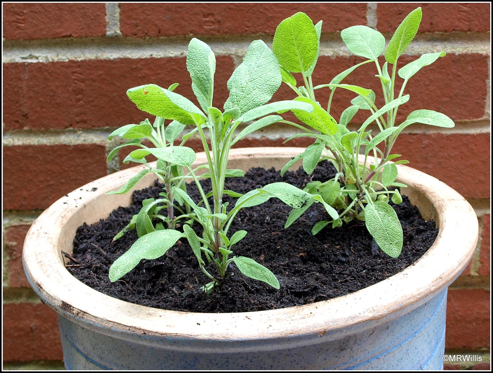 Mark's Veg Plot Potting up Sage cuttings