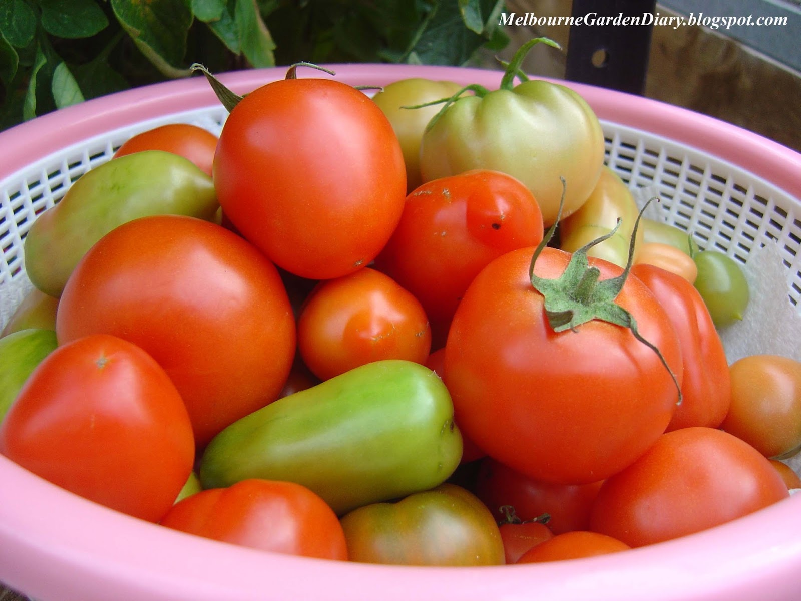 Melbourne Garden Diary Home grown fresh tomatoes