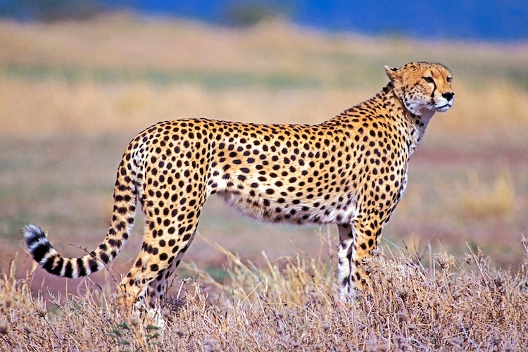 Cheetah fastest wild big cat, Cheetahs lifespan, facts and speed
