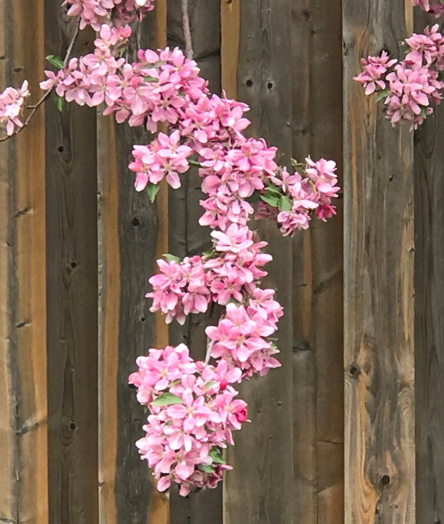 Seasons in the Valley + Furry Gnome's Adventures Crab Apples and a Redbud