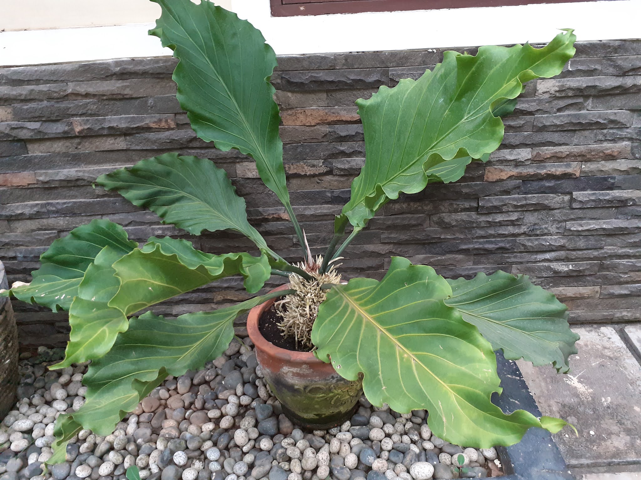 Jurnal Atani Tokyo Metode Menanam Gelombang Cinta