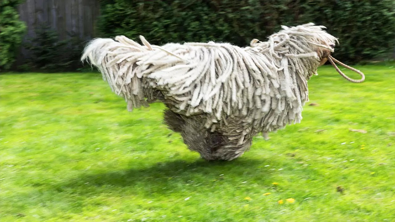 Komondor Komondor