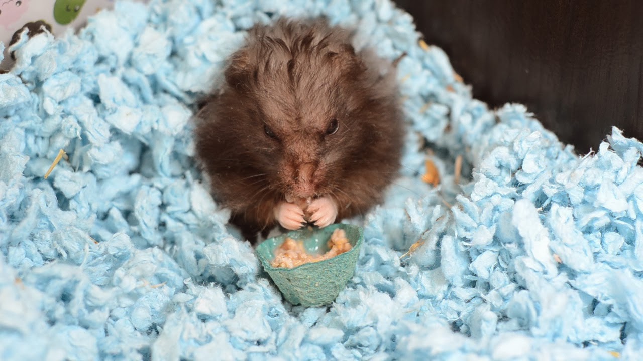 ErinsAnimals Edible Hamster Bowls!