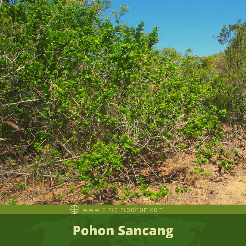 Ciri Ciri Pohon Sancang / Premna Di Alam Liar