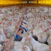 Rússia avisa OMS sobre nova transmissão de gripe aviária para humanos