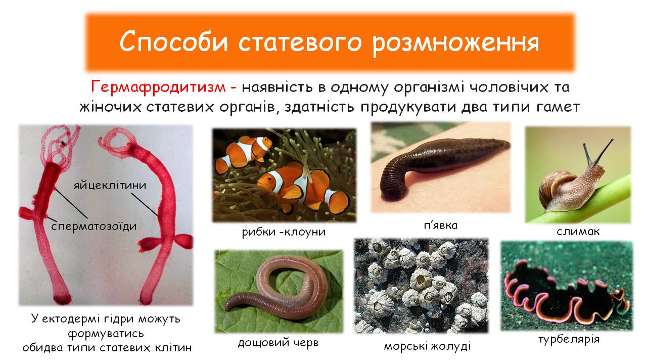 гермафродитизм бесполое размножение