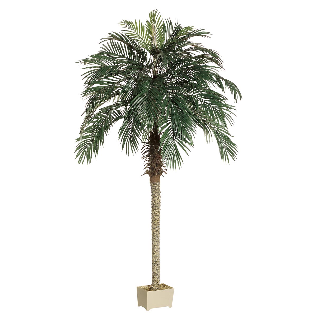 Bird In Everything: Bird Of Paradise Palm Tree