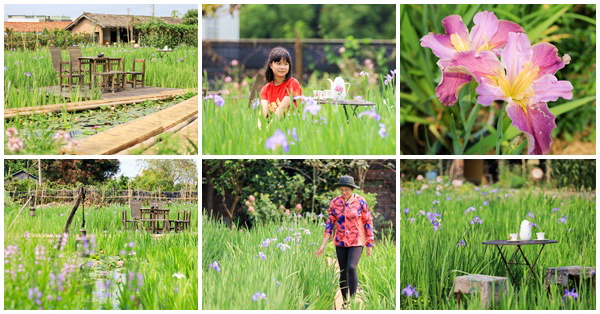 彰化,田尾,旅人小屋舒宿,花海,賞花,民宿,青年旅館,鳶尾花,飯店,彰化住宿