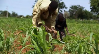 Farmers Cry Out As Fulani Herdsmen Rape Minors, Cut Off Man’s Hand In Oyo