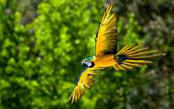bird macaw wallpapers backgrounds desktop