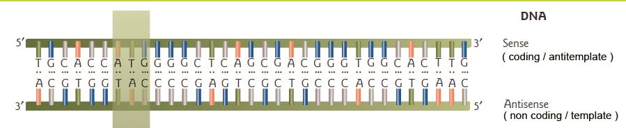 Pasangan Basa Nitrogen