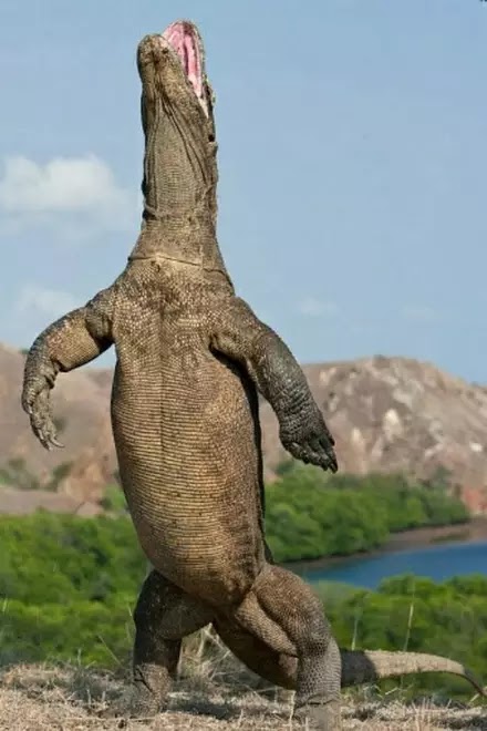 Datos curiosos de animales. El Dragón de Komodo se para en sus dos patas traseras.