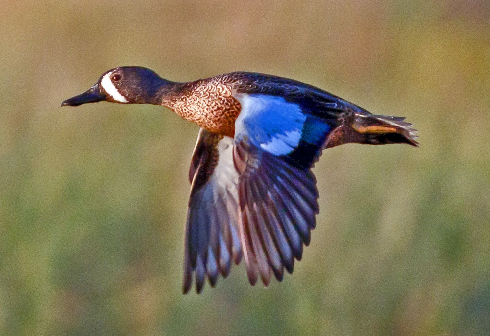 BLUEWINGED TEAL