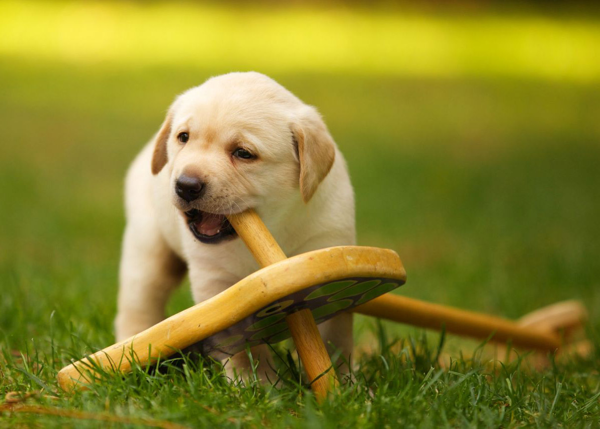 How to Raise a WellBehaved Puppy Australian Dog Lover