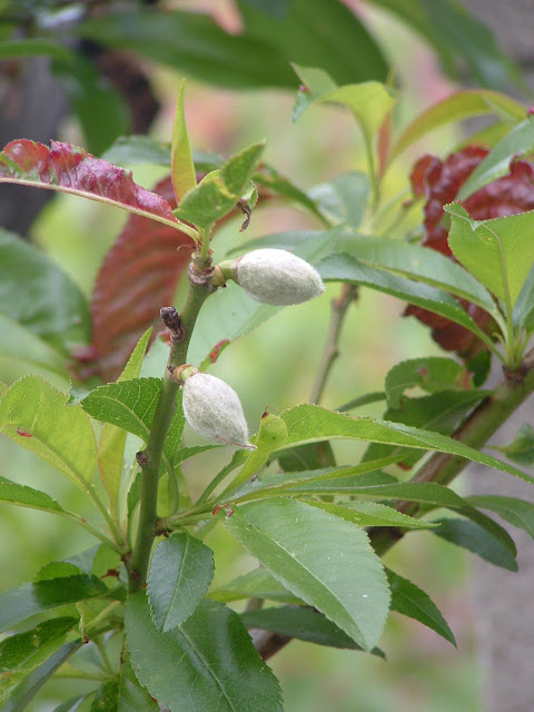 Photo of immature almonds on the branch