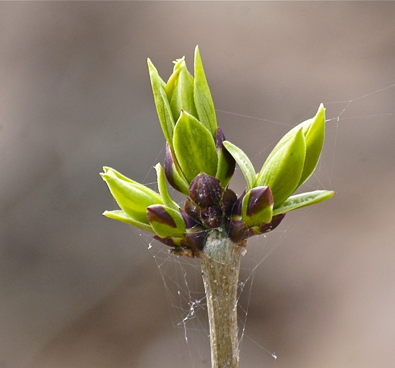 Riverdaze… LILAC BUDS