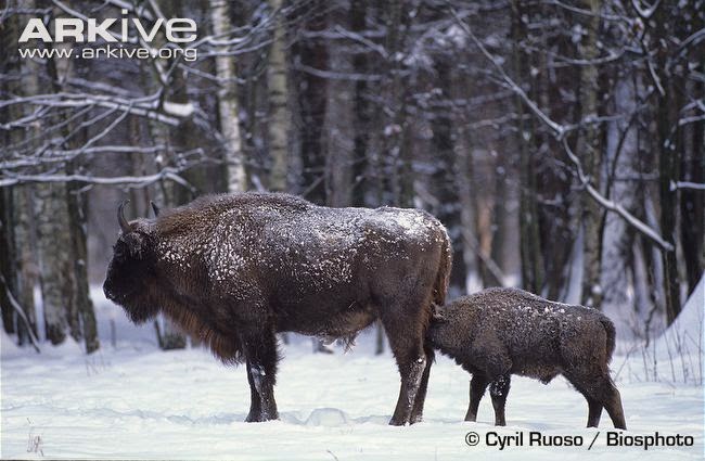 Bison bonasus