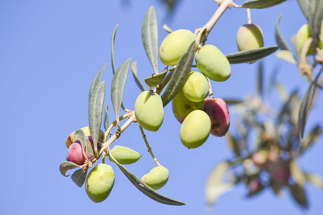 Olive Tree