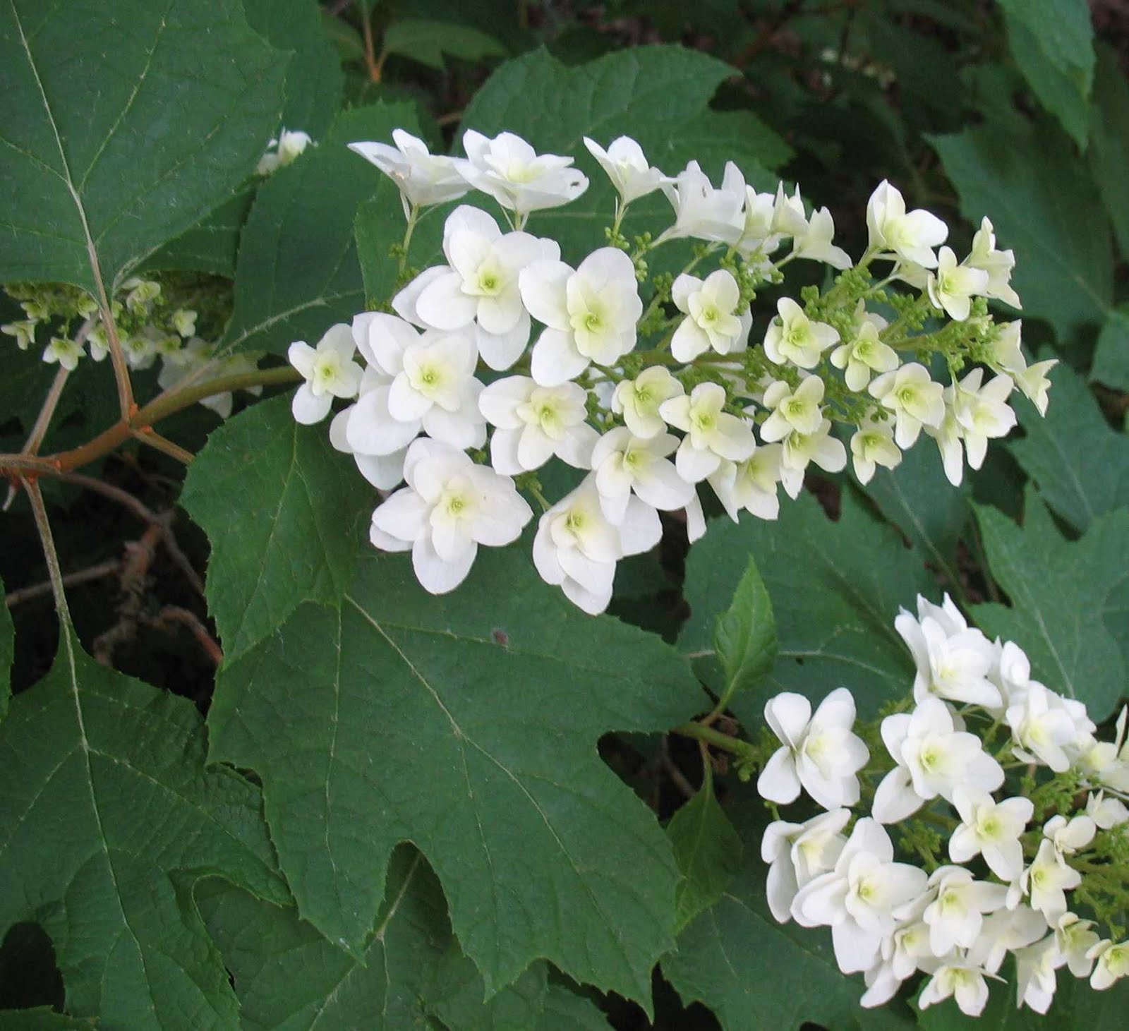 Using Georgia Native Plants: Save Some Room for Summer Blooms