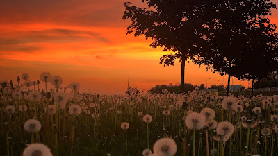 Free wallpaper Sunset, Field, Dandelions, Plants, Trees