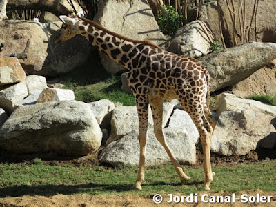 Jirafa en Bioparc Valencia