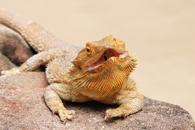 bearded-dragon-feeding-dish