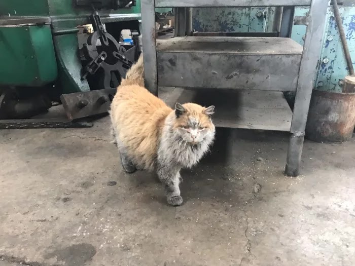 Meet Dirt, The Adorable Nevada Railway Cat That Always Looks Dirty