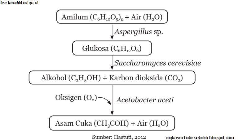 Proses Kimia Tapai Singkong