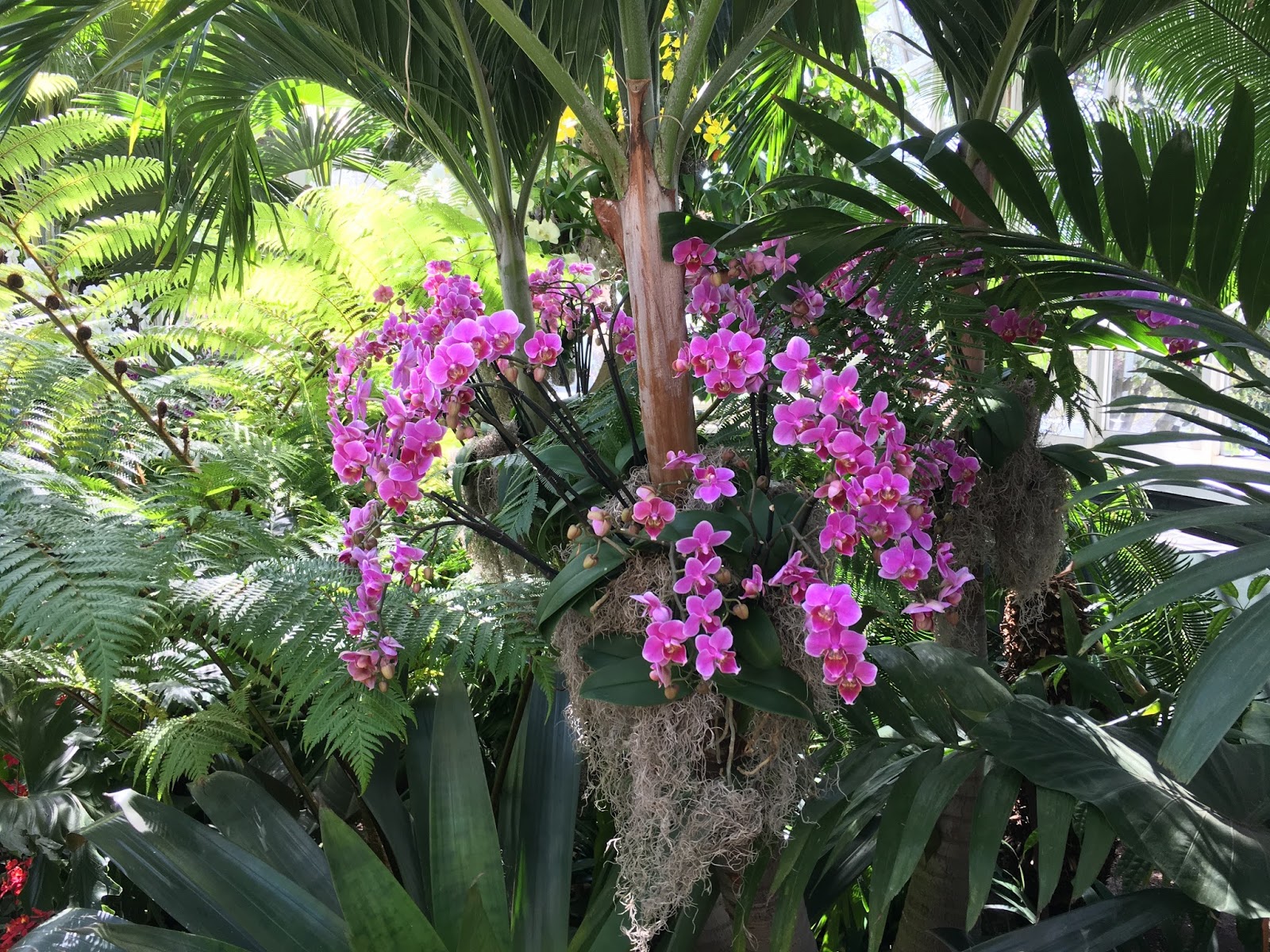 Bart Boehlert's Beautiful Things The Orchid Show at the New York
