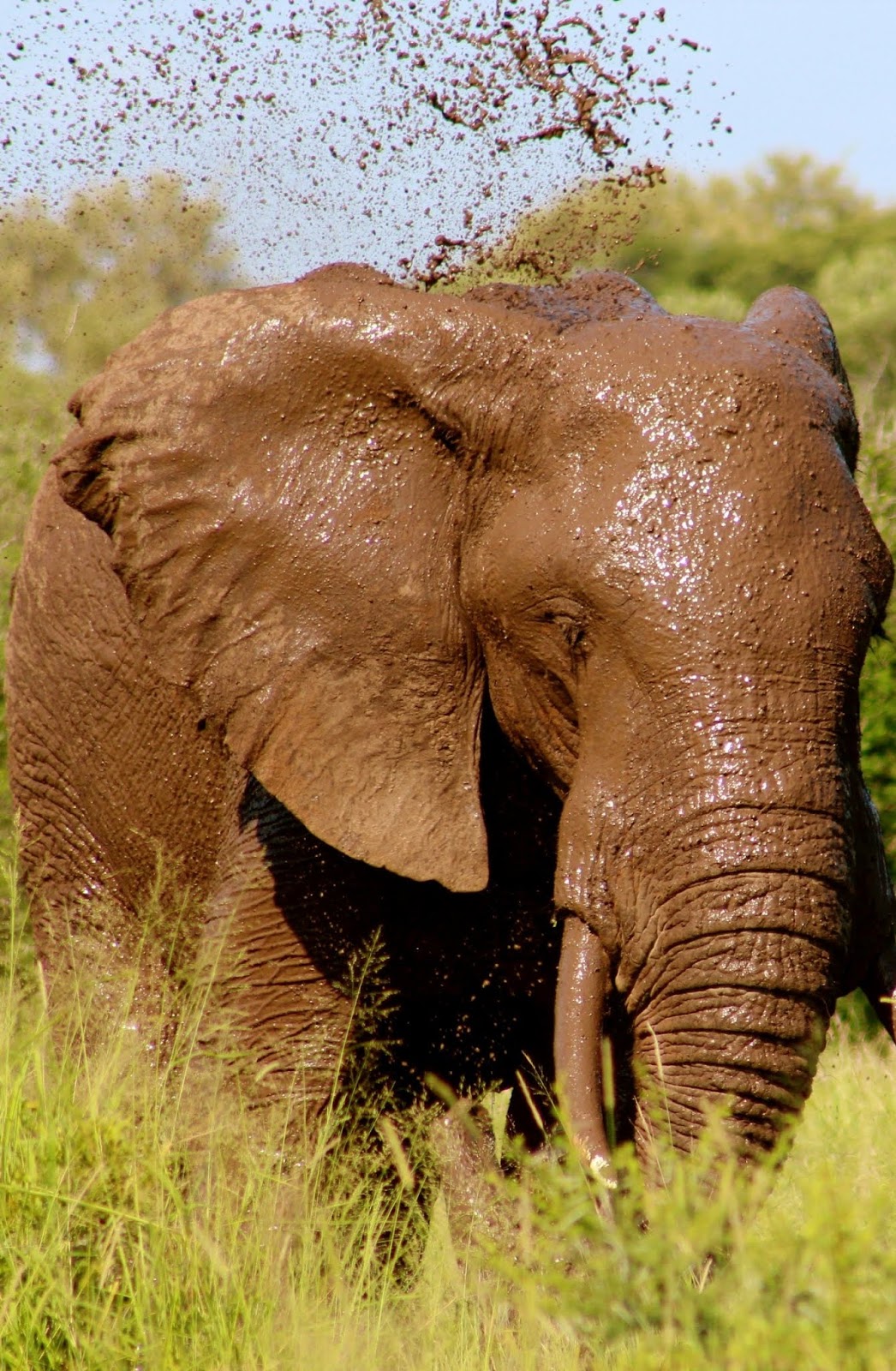 Elephant mud wash