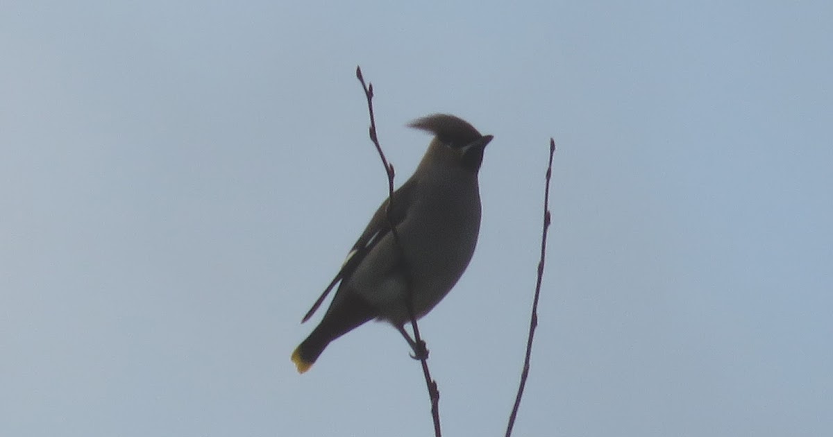 MERSEA WILDLIFE WAXWINGS GRACE CAR PARK