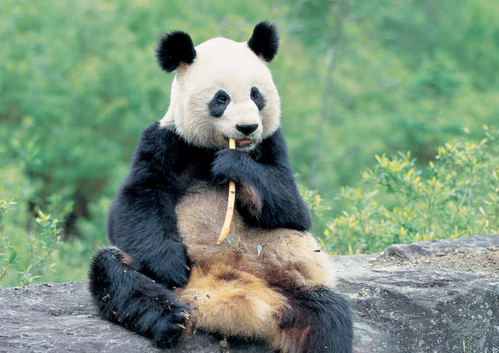 panda bear panda bear