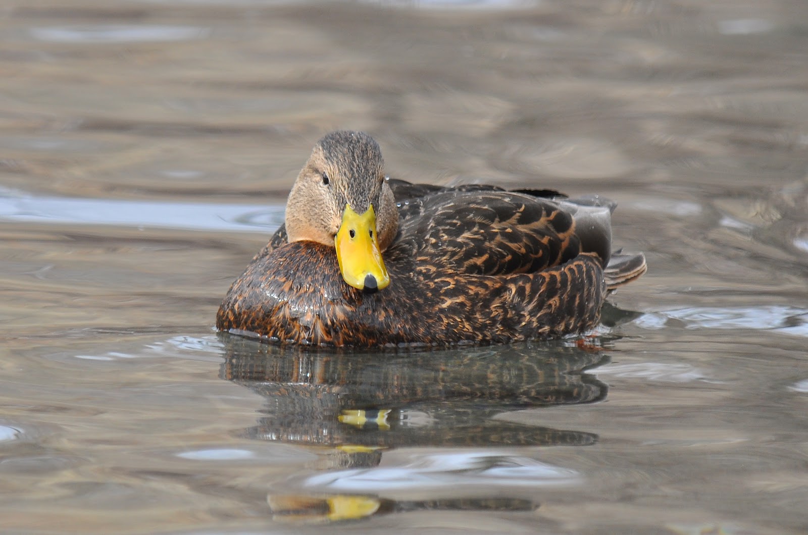 Utah Birders | Birding Blog, Utah Birds, Utah Birding, Utah Bird ID