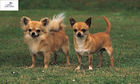 Chihuahuas with smooth or long coats