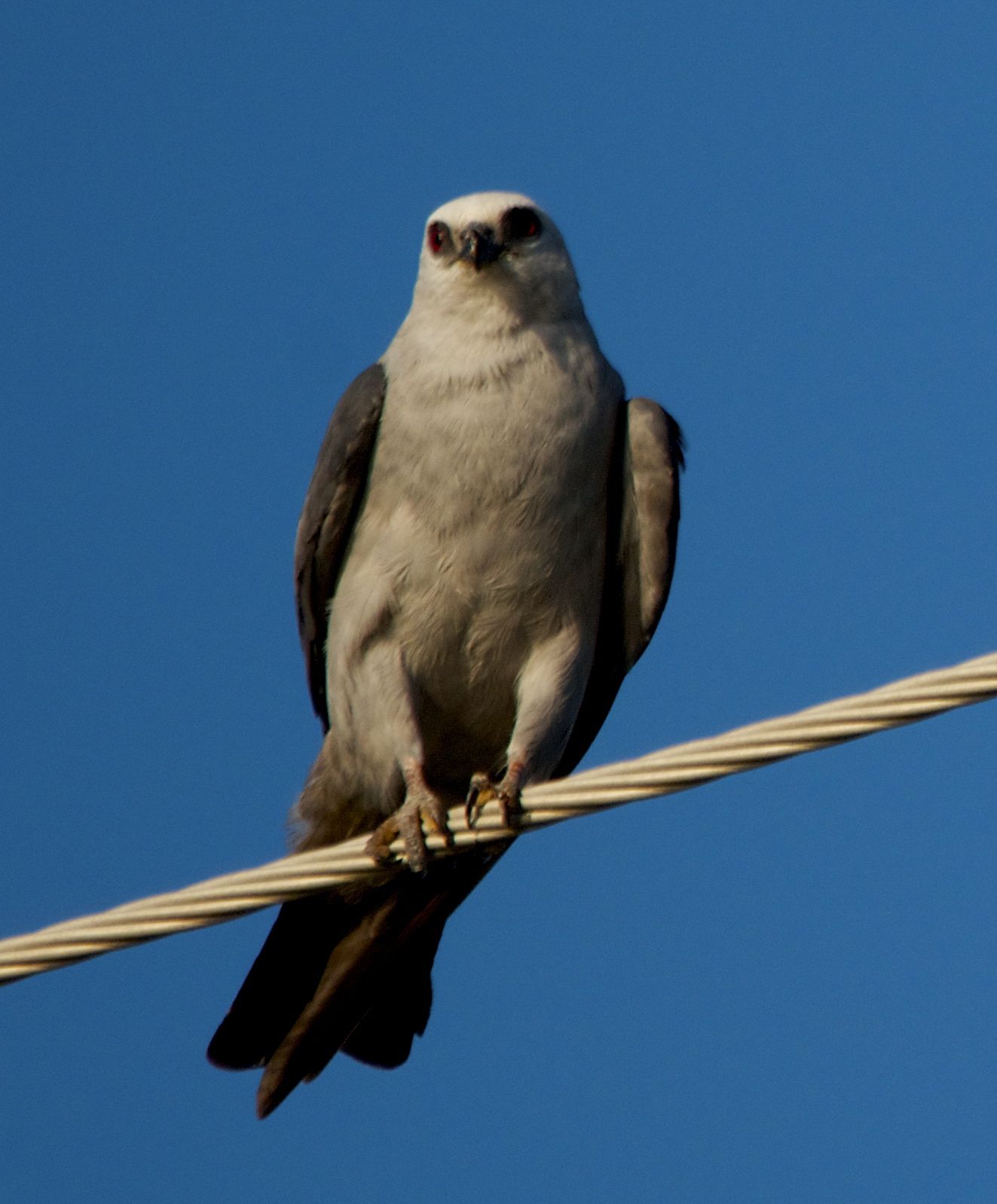 PHOTOGRAPHY BY DEB HIRT Mississippi Kite