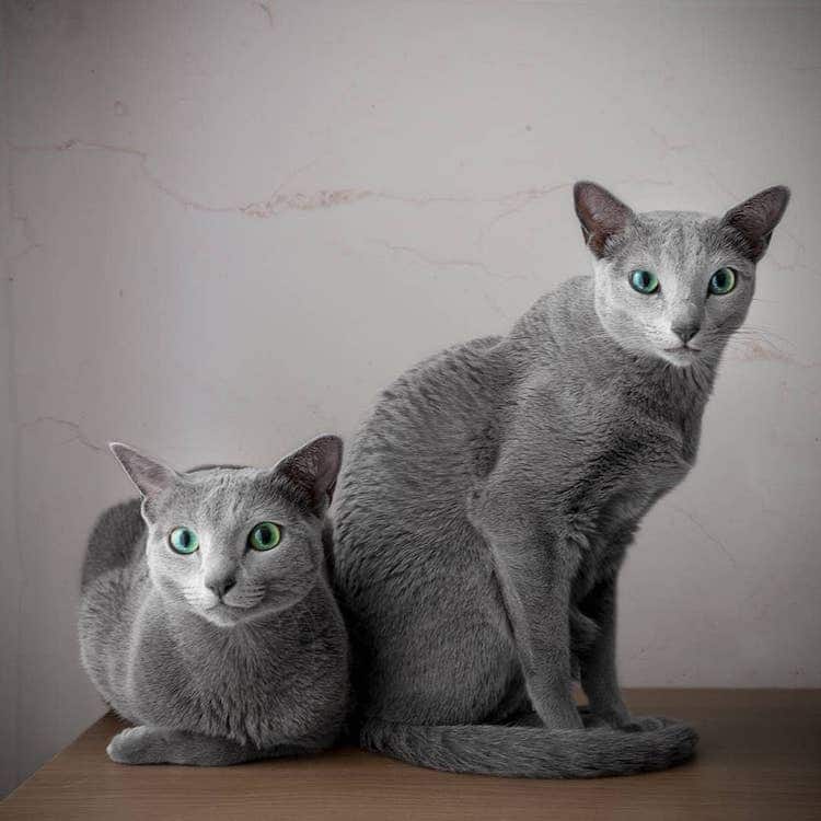 Stunning Pictures Of Silver Cat Sisters With Gorgeous Green Eyes Stunning Pictures Of Silver Cat Sisters With Gorgeous Green Eyes